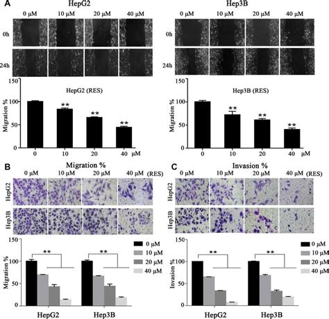 Resveratrol Inhibits HCC Cell Motility A In A Wound Healing Assay