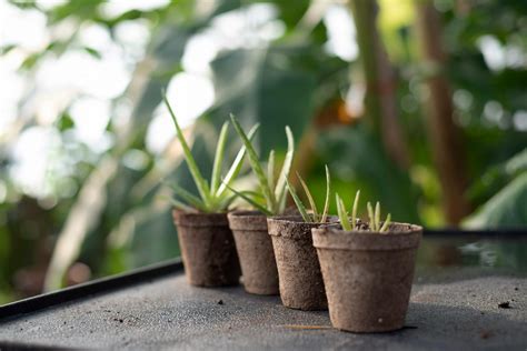 Plants In Pots · Free Stock Photo