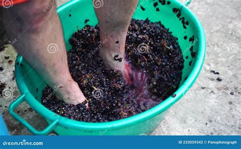 Grape Treading Or Grape Stomping In Traditional Winemaking Senior