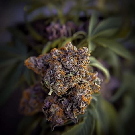 Grape Gas Weed Strain Information & Effects