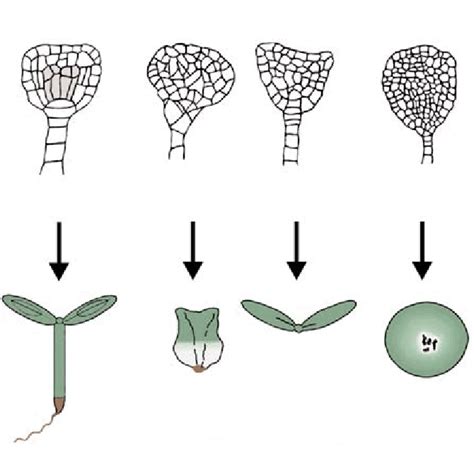 Cell Pattern Independent Signaling In Embryo Pattern Formation A The