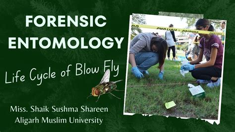 Forensic Entomology Exploring The Life Cycle Of Blow Fly YouTube