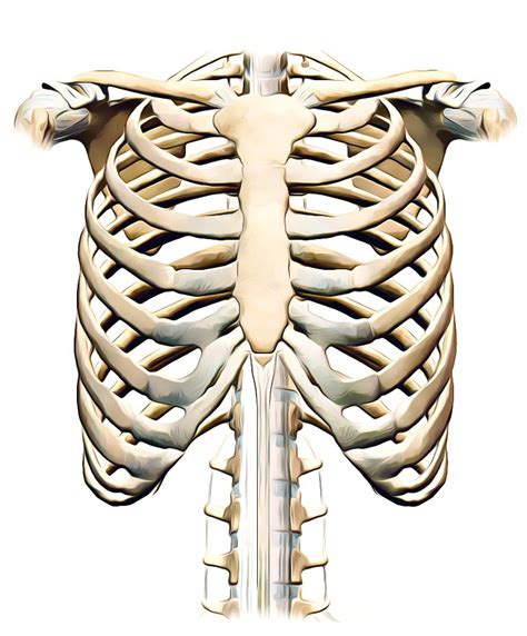 Diagram Of Ribs Labeled