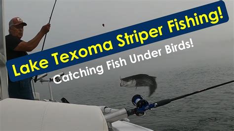 Lake Texoma Stiper Fishing Catching Fish Under Birds In The Summer