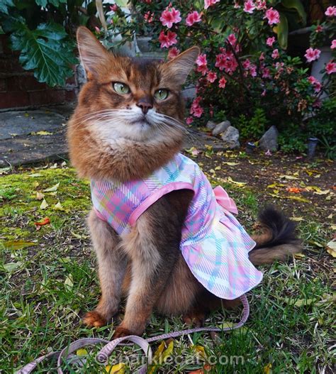 My New Spring Cat Dress - Summer’s Fabulous Cat Life