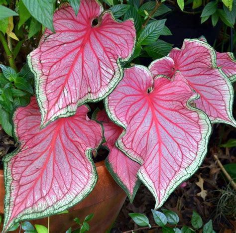 Caladiums: Plant Care and Collection of Varieties - Garden.org ...