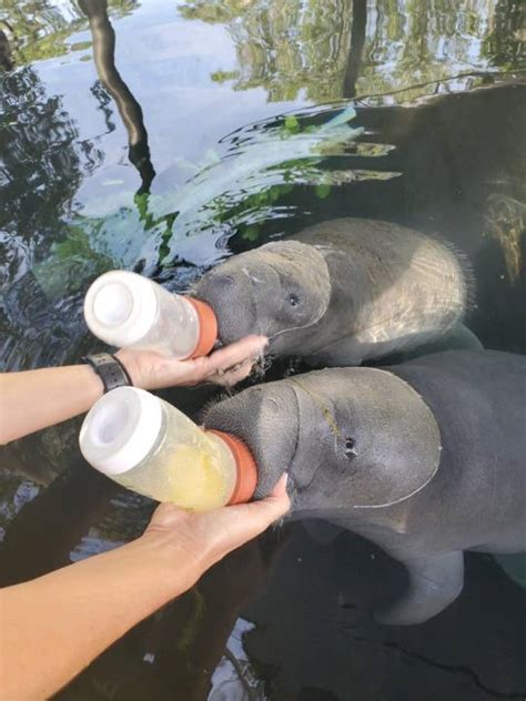 Zootampa Transfers 3 Orphaned Manatees To Cincinnati Zoo To Prepare For