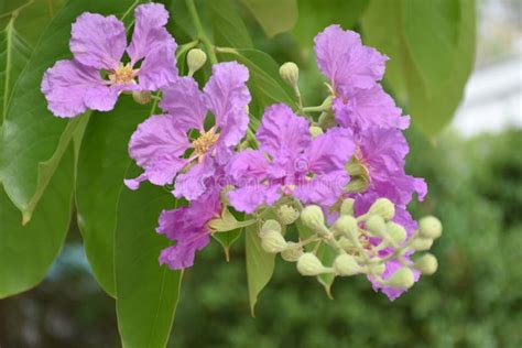 Lagerstroemia speciosa stock photo. Image of speciosa - 178213870