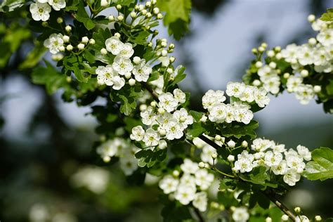 Crataegus Common Hawthorn - Free photo on Pixabay