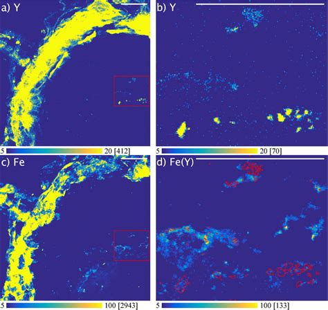 Colocalization Of Yttrium Y And Iron Fe In Region Of Interest ROI