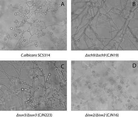 Morphology and timing of chlamydospore formation in WT C. albicans and ...