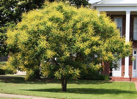 Southern Lagniappe The Glorious Golden Raintree