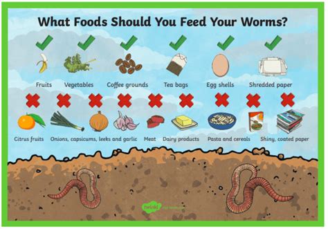 What is Worm Farming? How to Start a Worm Farm for Kids