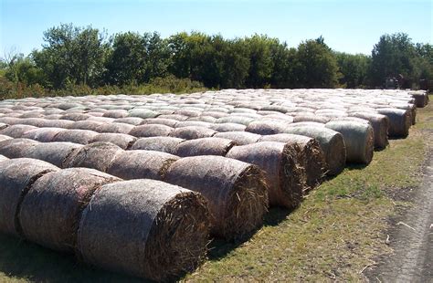 big round bales - AgriLife Today