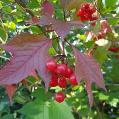 High Bush Cranberry Awes Agroforestry And Woodlot Extension Society