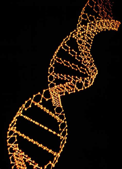 Dna Double Helix Photograph By Alfred Pasiekascience Photo Library