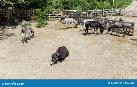 Donkey Farm. Aerial Drone View Flight Over Many Donkeys Standing and ...