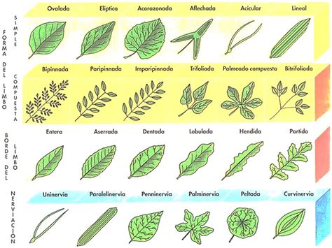 Biología Didáctica Nsc 1° Clasificación De Las Hojas