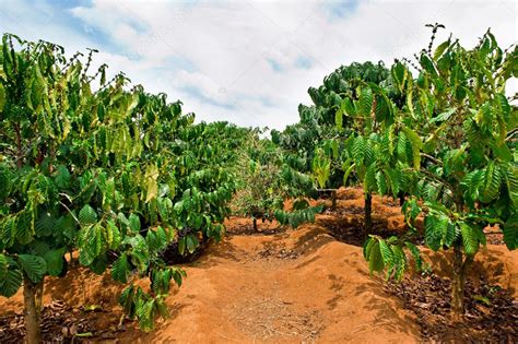 Coffee Plantation Dalat Vietnam Stock Photo By ©hasloo 9982483