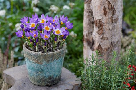 Sieber Krokus Crocus Sieberi Bild Kaufen