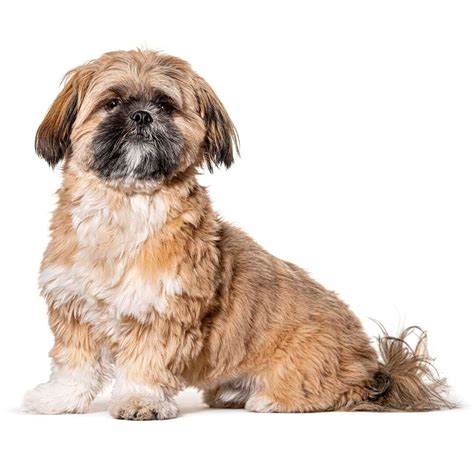 shih tzu dog breed information purina uk