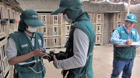 La Libertad Senasa vacuna más de 399 mil aves para prevenir enfermedad