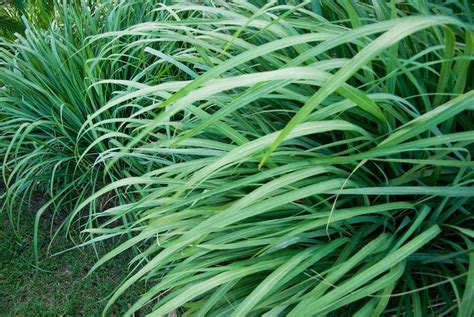 Лимонная трава: выращивание, свойства, применение