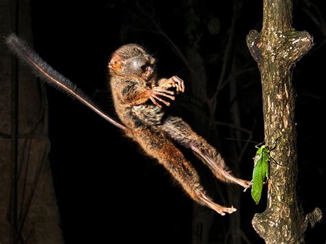 Absurd Creature Of The Week The Tiny Primate That Was Probably The