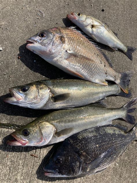 おチヌさん乱舞 兵庫県瀬戸内海側 林崎漁港 エビ撒き釣り クロダイチヌ 陸っぱり 釣り・魚釣り 釣果情報サイト カンパリ