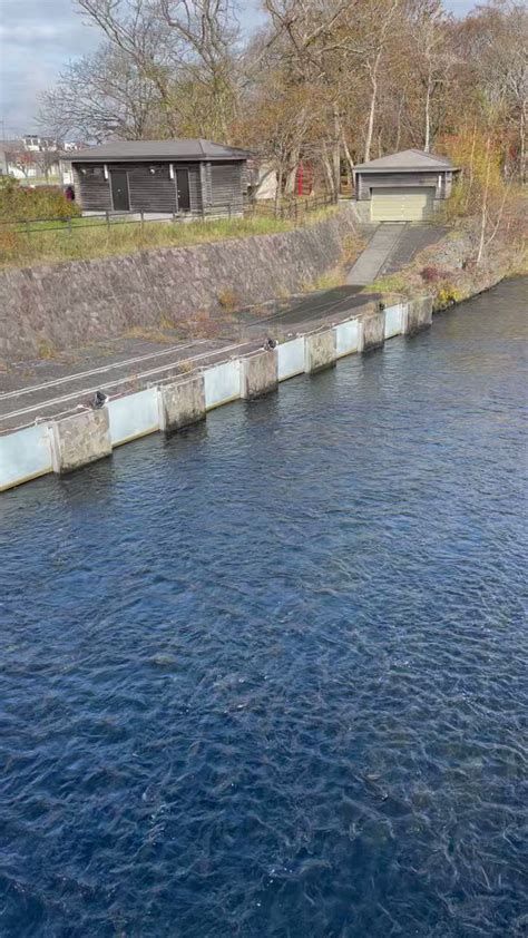 北海道・千歳川の鮭の遡上が、今年はとんでもねぇ数らしい「えぐいほど泳いでる」【集合体苦手な人ちょっと注意】 2ページ目