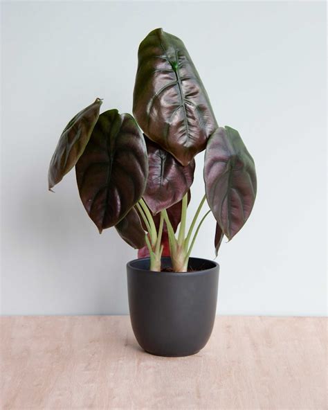 Shop Alocasia Red Secret M (Spiegelplant) online | PLNTS.com