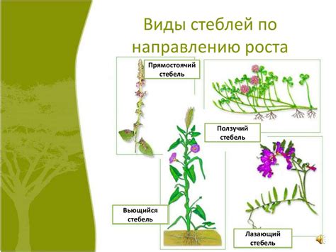 Какие бывают стебли у растений - фото