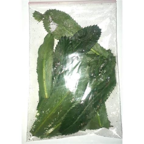 Jual Daun Walang Sangit 100 Gr Shopee Indonesia