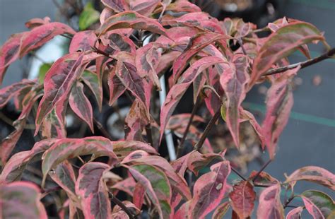 Variegated Stellar Pink® Dogwood - Maples N More Nursery