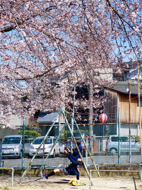 Cherry blossom in Japan - Family Earth Trek