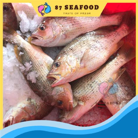 87 Seafood Local Wild Caught Fresh Golden Snapper Fish 450 G