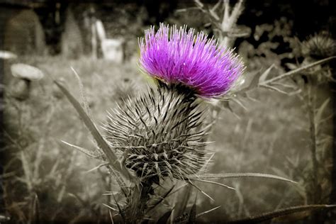 Thistle Colour