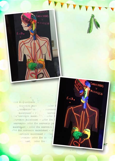 Maqueta Sistema Endocrino Y Sistema Nervioso Maqueta Del Sistema