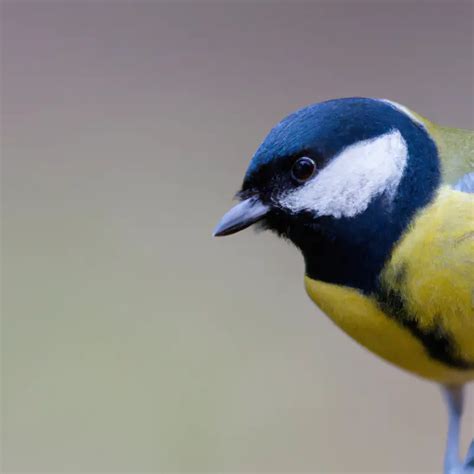 Wie Weit Zieht Eine Kohlmeise Im Winter Vogel Entdecker