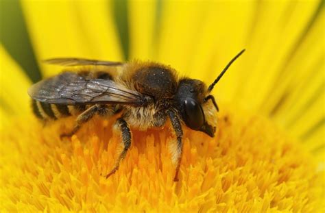 10 Types of Bees and How to Identify Them - Brightly