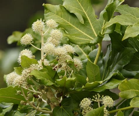 Try These 7 Fall Blooming Shrubs For Late Year Splendor | Gardening