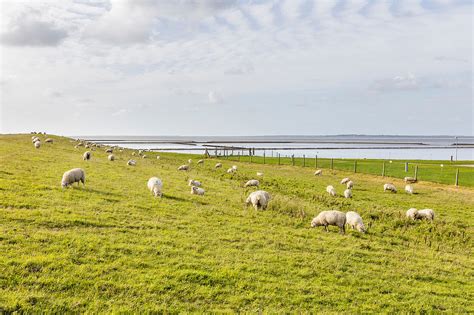 Schafe Ovis Auf Dem Deich Nordsee Bild Kaufen Lookphotos