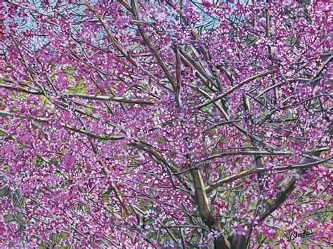 Redbud Tree Painting By Nadi Spencer Fine Art America