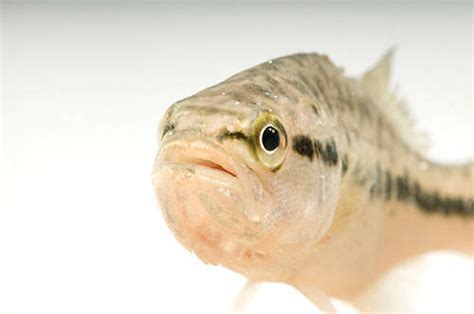 Largemouth Bass Micropterus Salmoides Joel Sartore