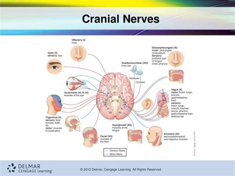 The Cranial Nerves Organization Of The Central Nervous