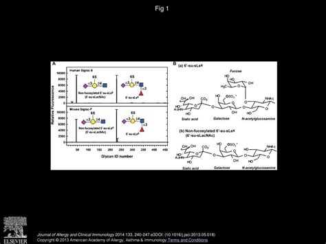 Mice deficient in the St3gal3 gene product α2 3 sialyltransferase