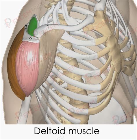 Deltoid muscle - FRCEM prep