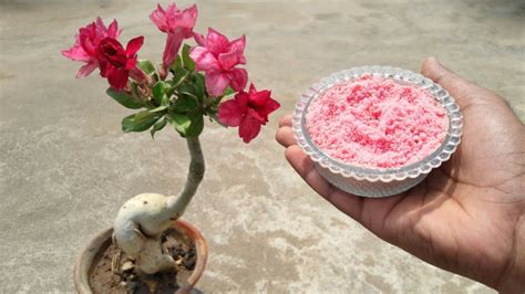 C Mo Cuidar La Rosa Del Desierto Para Que Florezca Todo El A O Abuela