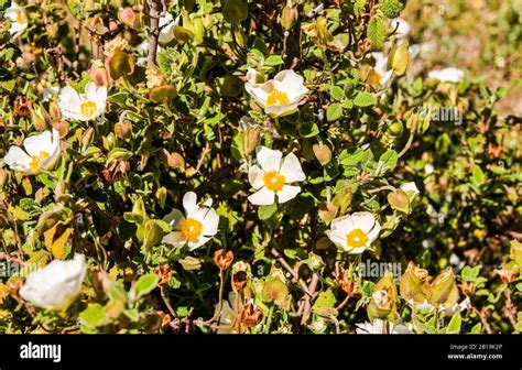 Cistus Albidus L White Rockrose White Steppe Albino Specimen Stock