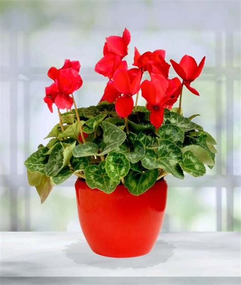 Cyclamen Plant | Avas Flowers